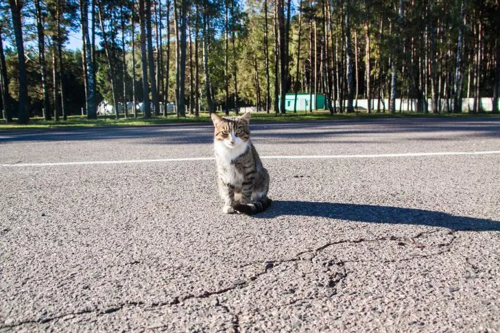 Как кот находит дорогу домой: ученые раскрыли его «встроенный» навигатор кот