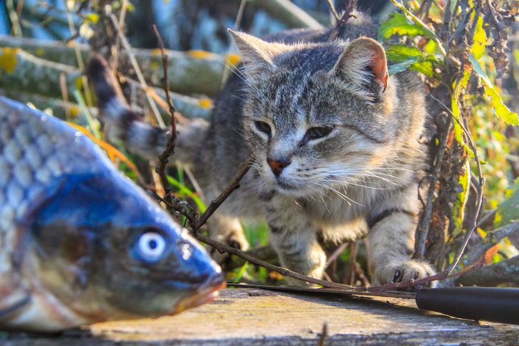 Что будет, если кормить кошку только рыбой: неожиданный результат кошка