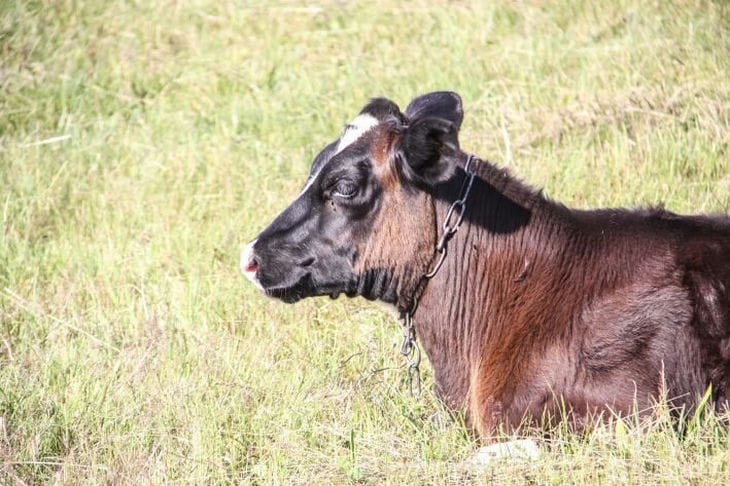 Границу не прошли: 24 быка из Беларуси не пустили в Россию Бык
