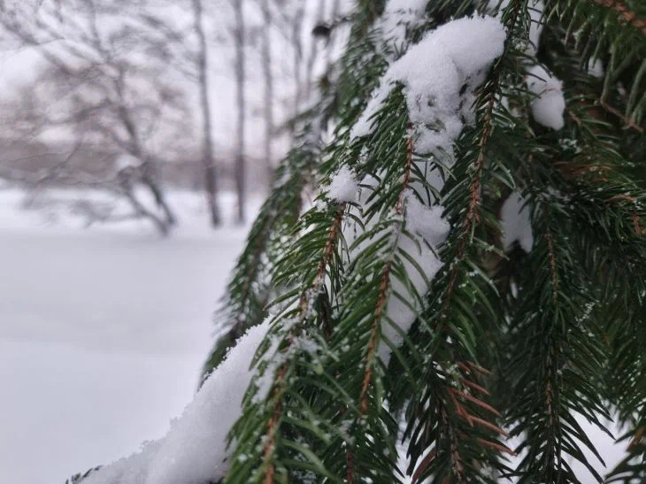Минлесхоз: 7 белорусов ответят за незаконную рубку новогодних деревьев Ель