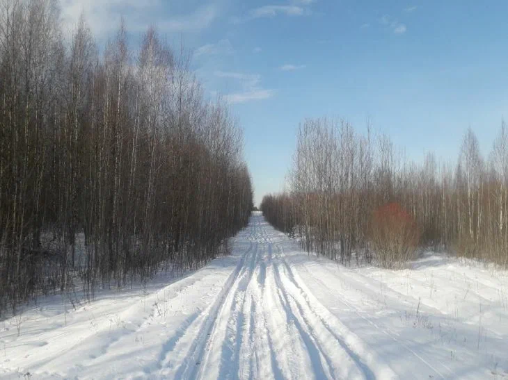 В Беларуси за 2025 год появилось 25 лесохозяйственных дорог: их протяженность превысила 103 км Лес