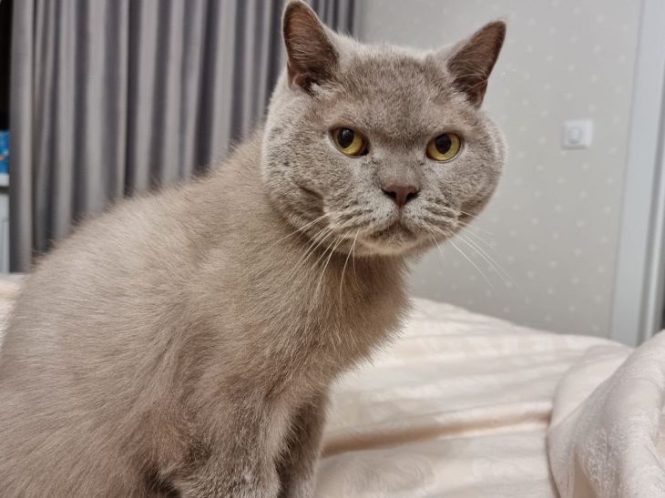 Как узнать, что кошка любит хозяина: советы экспертов кошка