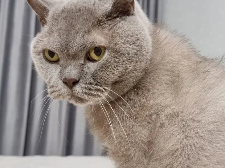 Что означает кошачий «боданг»: жест, который вы трактуете неправильно кот