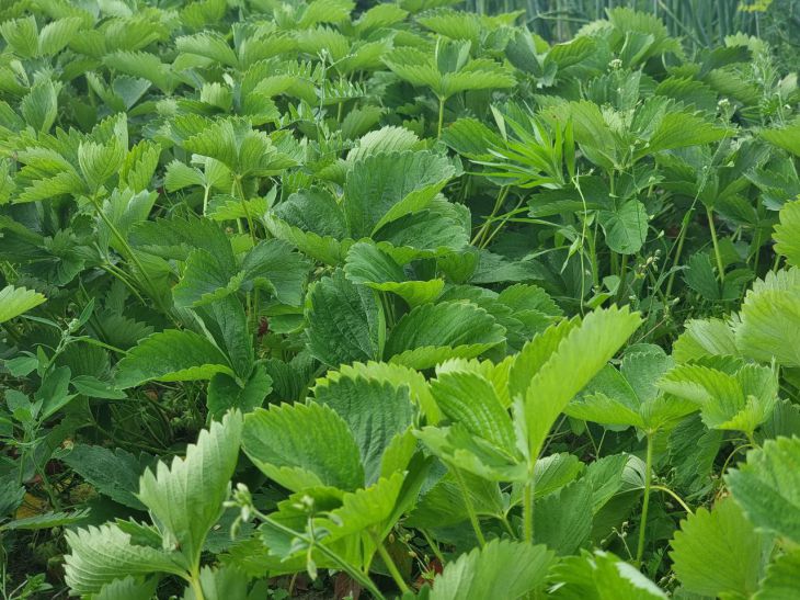 Какую культуру посеять после клубники: улучшаем почву за один сезон клубника