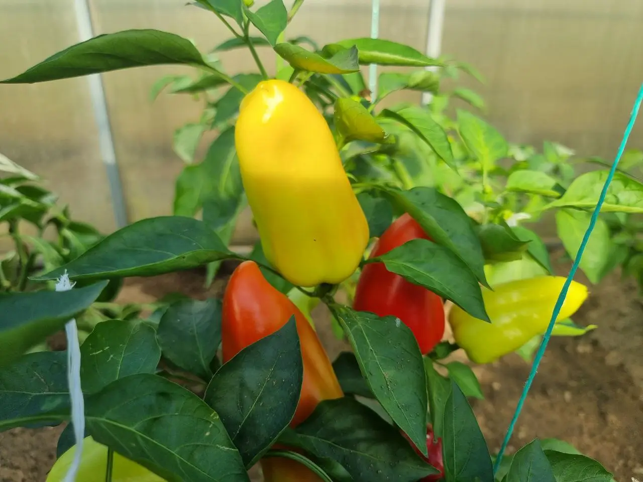 Что посеять после перца для ее восстановления: об этом не расскажет сосед по даче перец