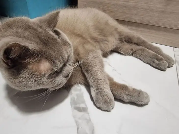 Зачем кошка бьет хвостом по полу: код Морзе, который говорит о ее ярости или боли кошка