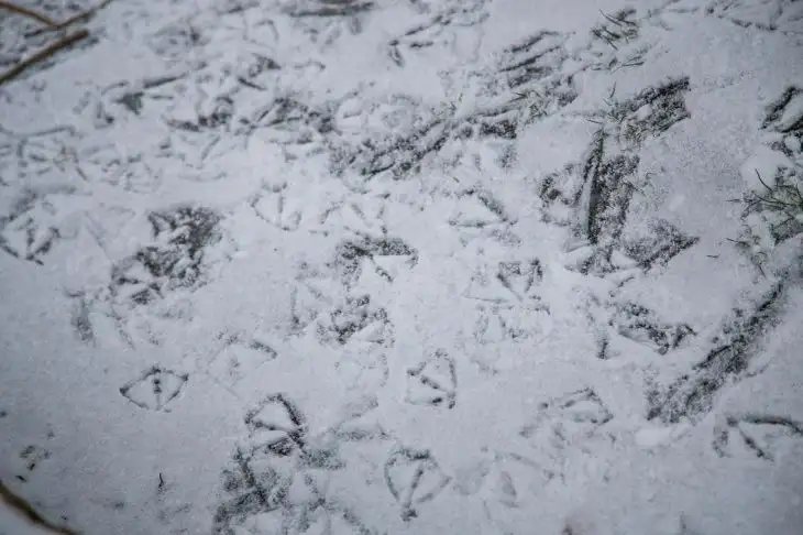 Минск борется со снегопадом: задействованы почти 3,5 тысячи человек и 159 единиц техники