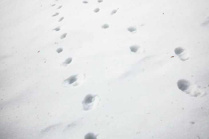 МЖКХ: снег в Беларуси убирают 6,4 тыс. человек в режиме нон-стоп Снег