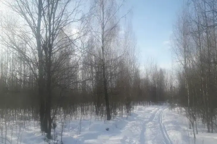 Какой сегодня праздник: 25 января 2026 года Зима