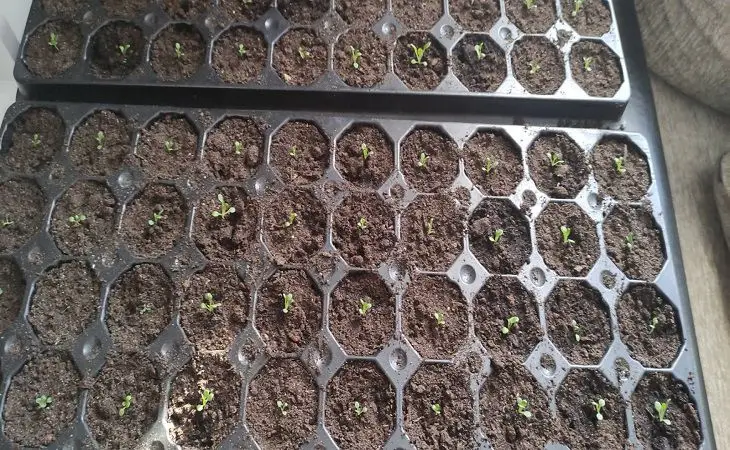 Как сделать грунт для рассады дома: простой рецепт, который лучше магазинного грунт