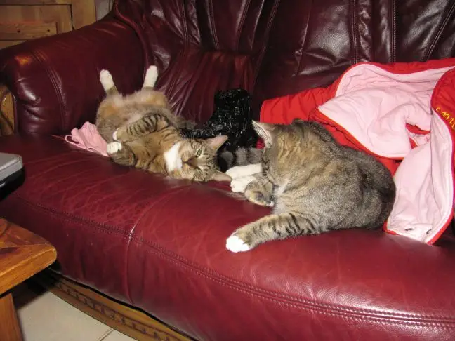 Как отучить кота драть диван: хитрость с фольгой, которая работает на 100% коты