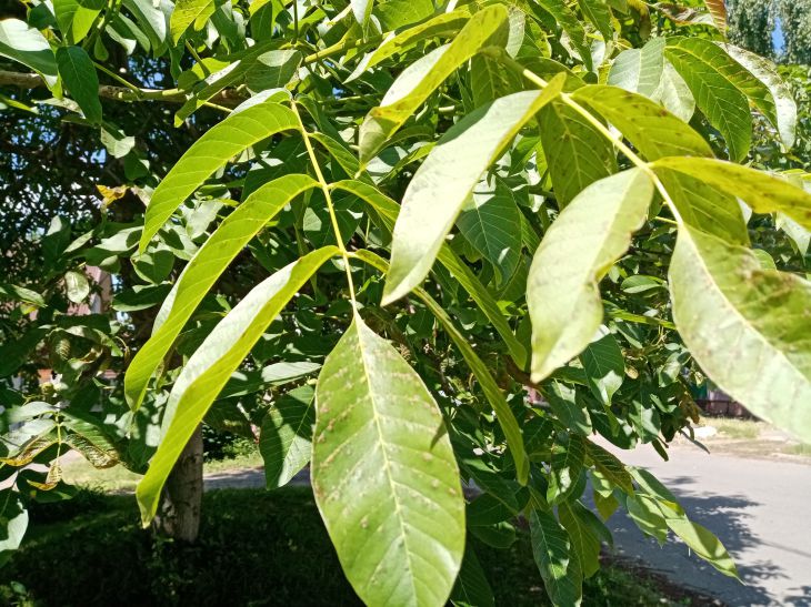 Зачем нужен лавровый лист на кухне: кроме супа, для борьбы с муравьями и молью лавровый лист