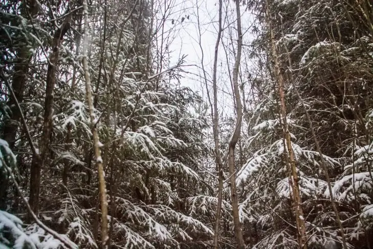 Создана глобальная карта лесных массивов: зачем это нужно – рассказали ученые из Университета Мэриленда Лес
