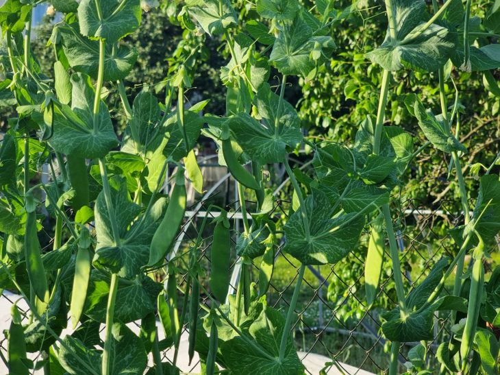 Что посадить после гороха на следующий год: об этом не расскажет сосед по даче