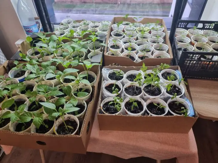 Зачем поливать рассаду перекисью водорода: секрет для мощных корней рассада