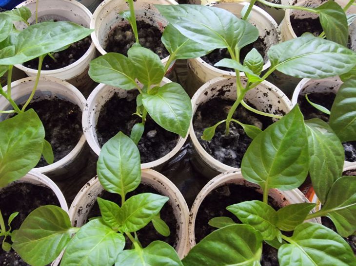 Почему желтеют листья у рассады перцев: об этом не расскажет сосед по даче