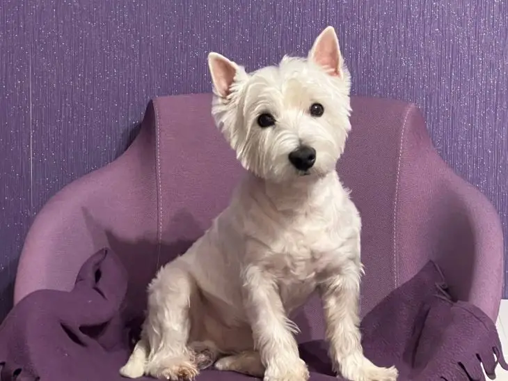 Какую собаку завести для квартиры: породы, которые тихие и не пахнут собаки