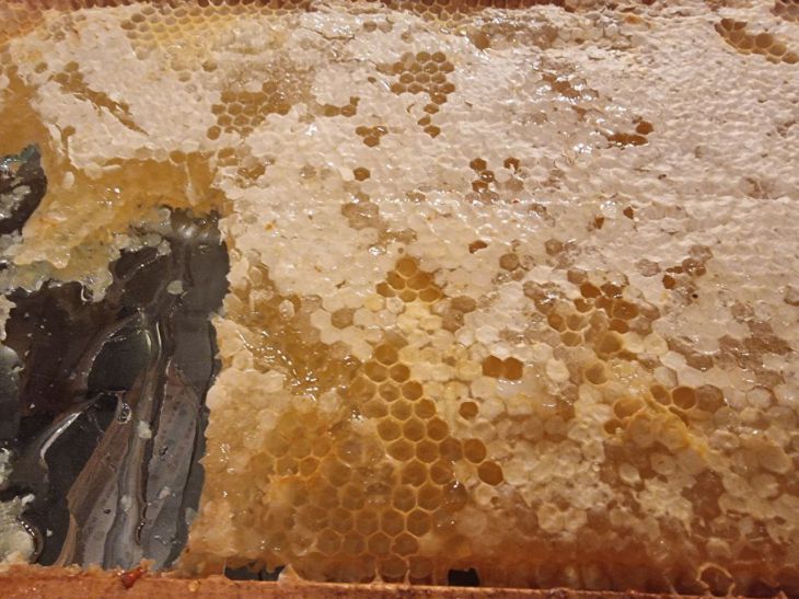 Какой мед самый бесполезный для похудения: он у вас на кухне мед