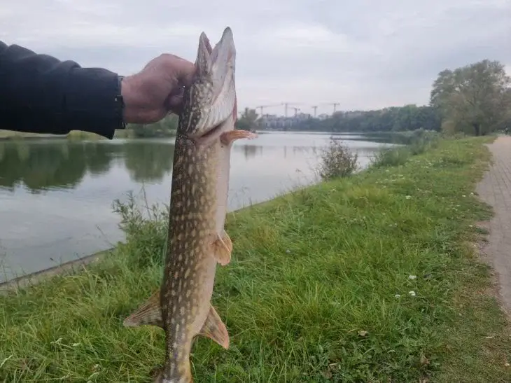 С 1 марта в Беларуси нельзя будет ловить щуку: что делать, если рыба случайно попадется на крючок Щука