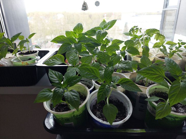 Фитолампа или окно: сколько света нужно рассаде на самом деле