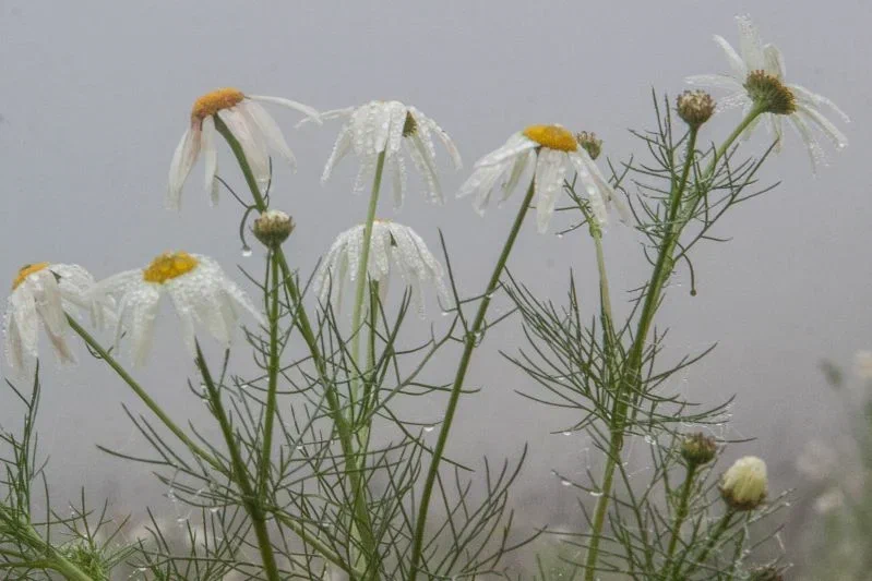 Цветы и комары предскажут погоду: Дмитрий Рябов рассказал о приметах Цветы