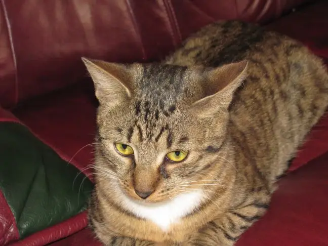 Зачем кошки трутся о ноги: тайный ритуал запоминания запаха семьи