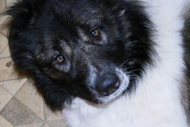 Почему собаки наклоняют голову: милый жест или попытка понять собака