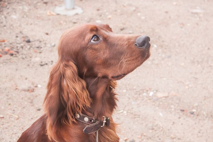 Сколько раз кормить собаку в день: нормы по возрастам и породам собака