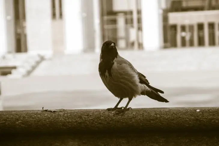 Птица в окно: к чему это на самом деле и почему паниковать рано птицы