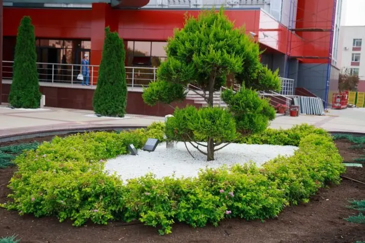 50 тысяч роз, новые парки и сотни малых форм: как преобразится Минск в 2026 году Дерево