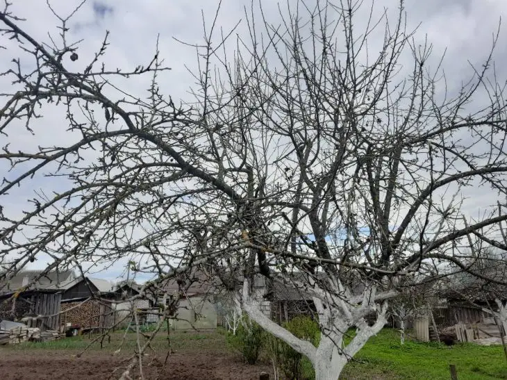 Какие работы в апреле дачникам нужно сделать прежде всего и почему важно не поддаваться эмоциям дерево