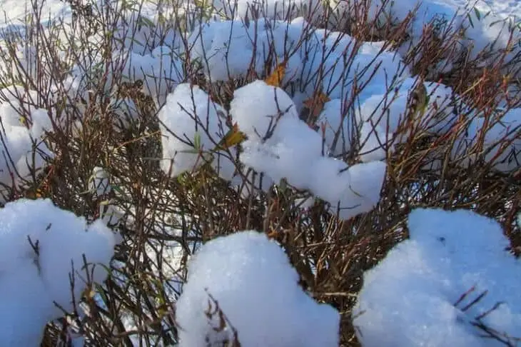 Какой сегодня праздник: 5 марта 2026 года Куст