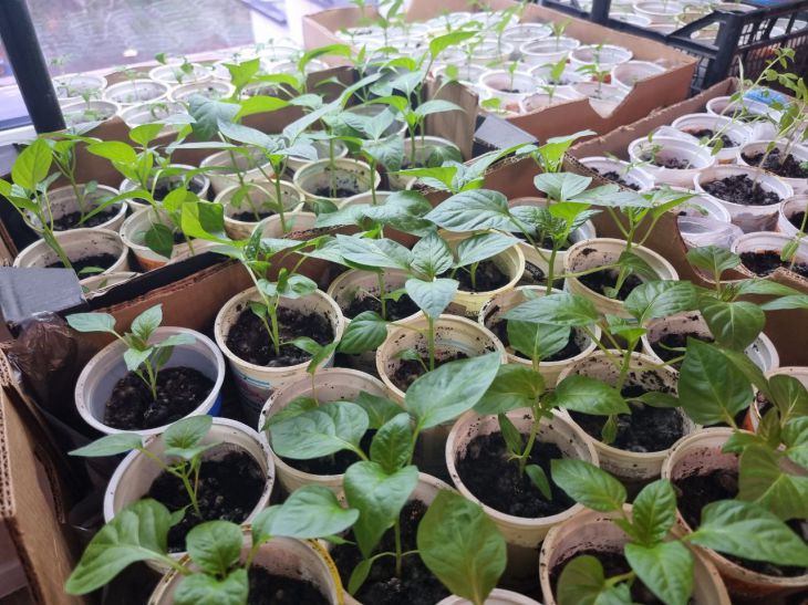 Что не так с вашим грунтом: главный секрет здоровой рассады за копейки рассада