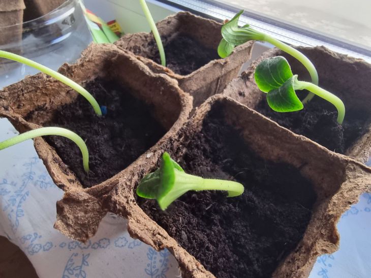 Крепче, чем стероиды: какой народный настой заставит рассаду расти как на дрожжах рассада