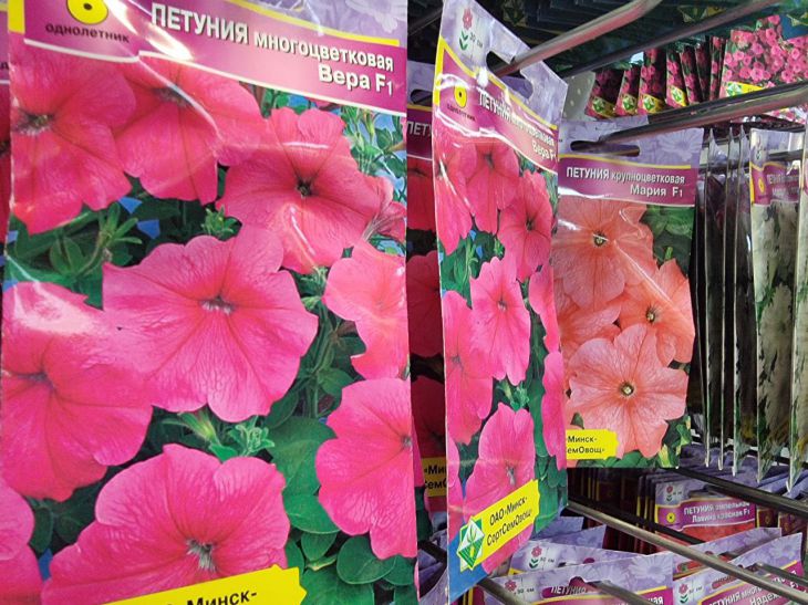 Взошла стеной: почему рассада петунии падает и как поднять полегшую петуния