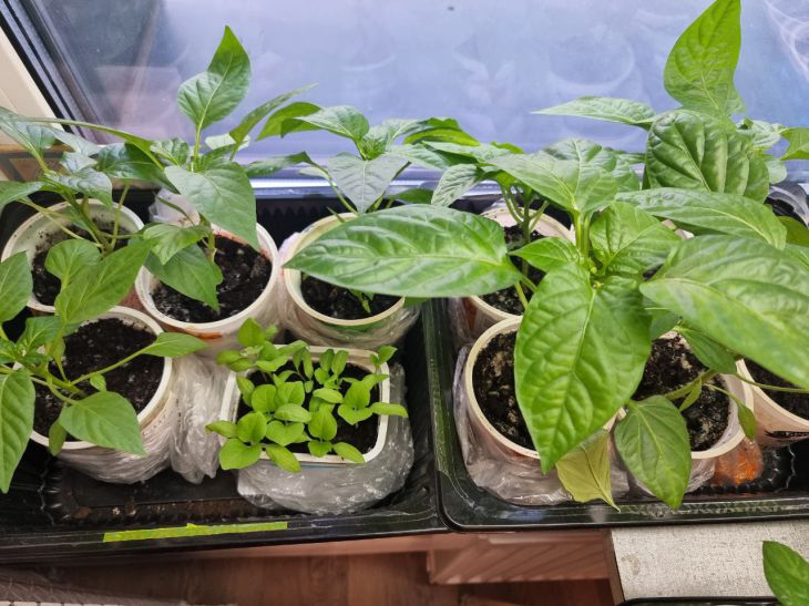 Соседи по ящику: какие культуры нельзя сажать на рассаду вместе рассада