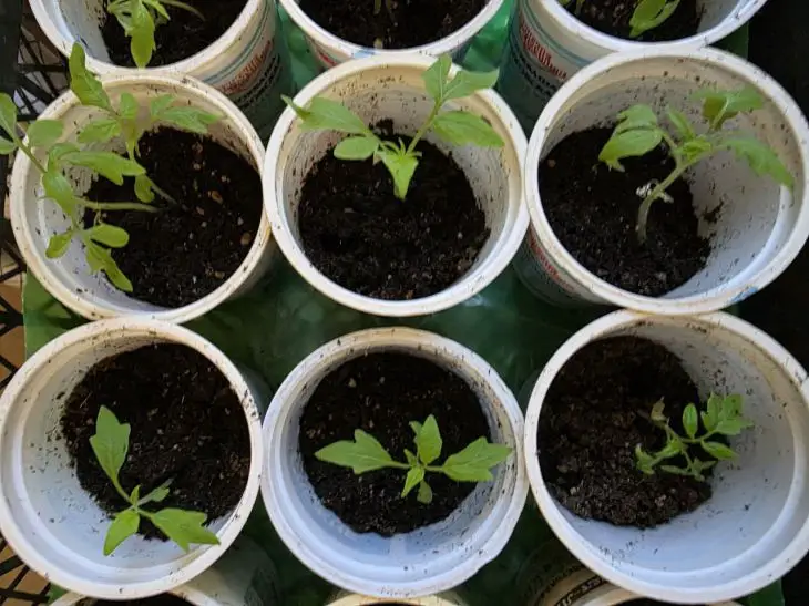 Земля как камень: почему рассада не дышит и желтеет на глазах рассада