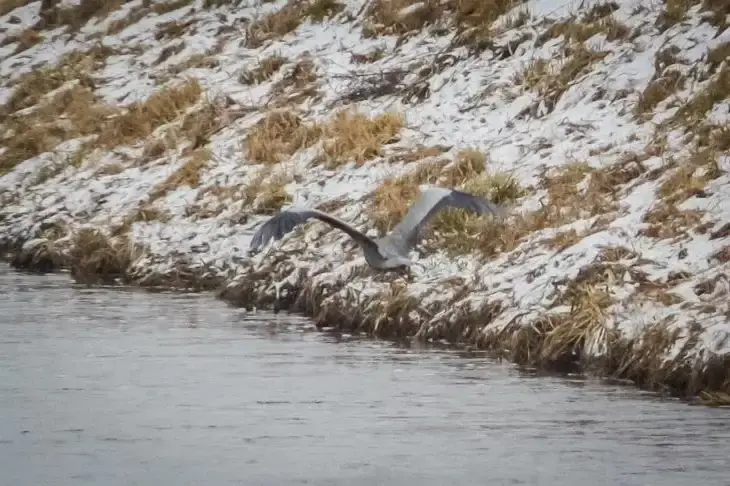 Какой сегодня праздник: 21 марта 2026 года Птица