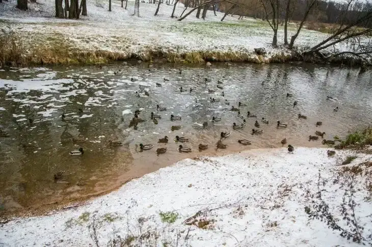 Какой сегодня праздник: 26 марта 2026 года Утки