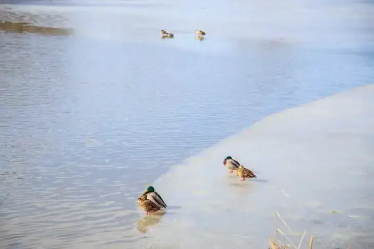 Река Ордышевка вышла из берегов: мост в Лиозненском районе ушел под воду Вода