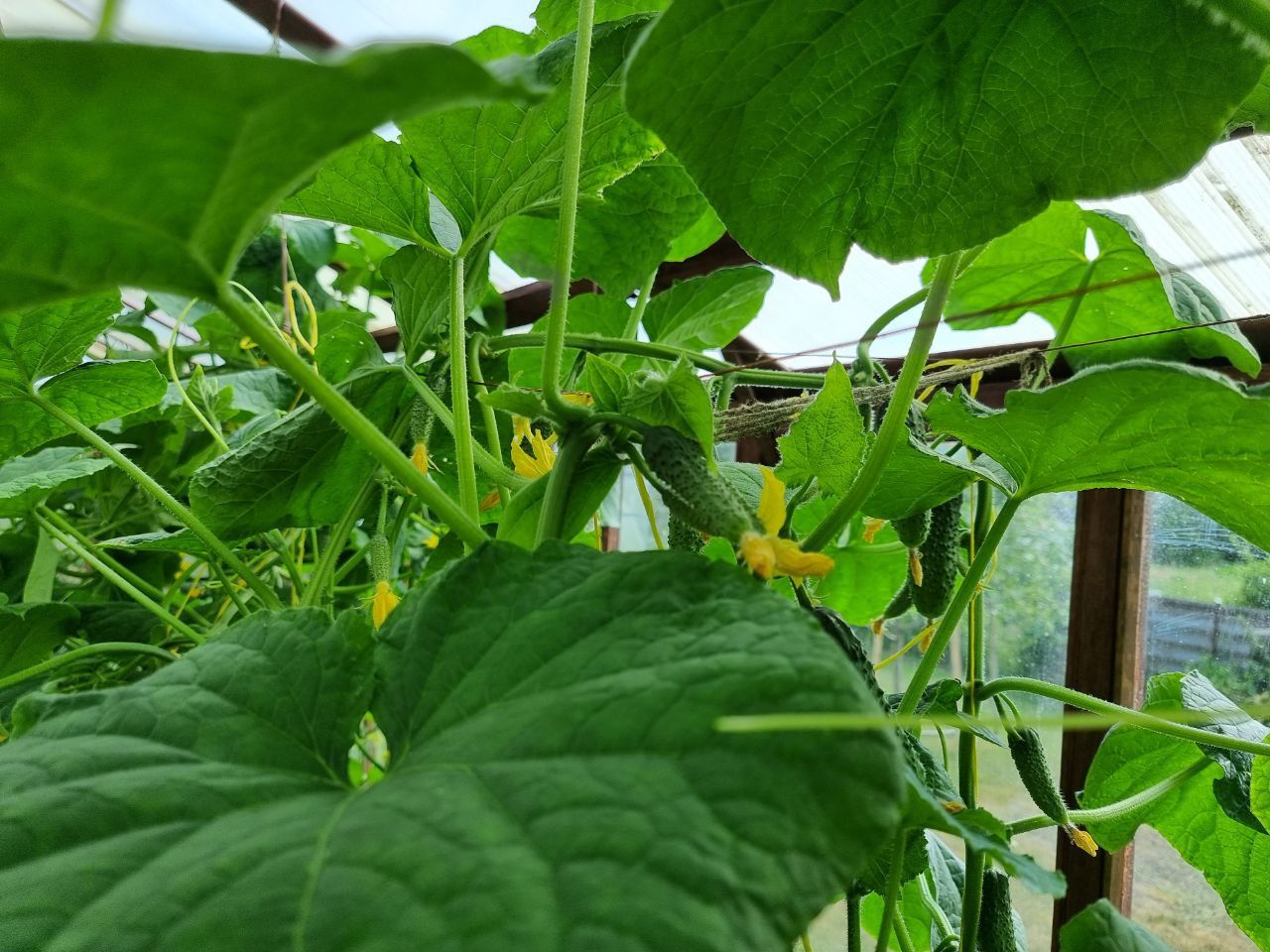 Горькие огурцы и пустоцвет: зачем опытные агрономы прячут базилик подальше от этой грядки