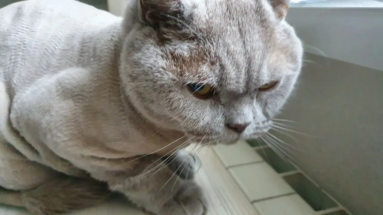 Кошки после смерти хозяина: сколько времени они ждут возвращения и как помогают им пережить утрату