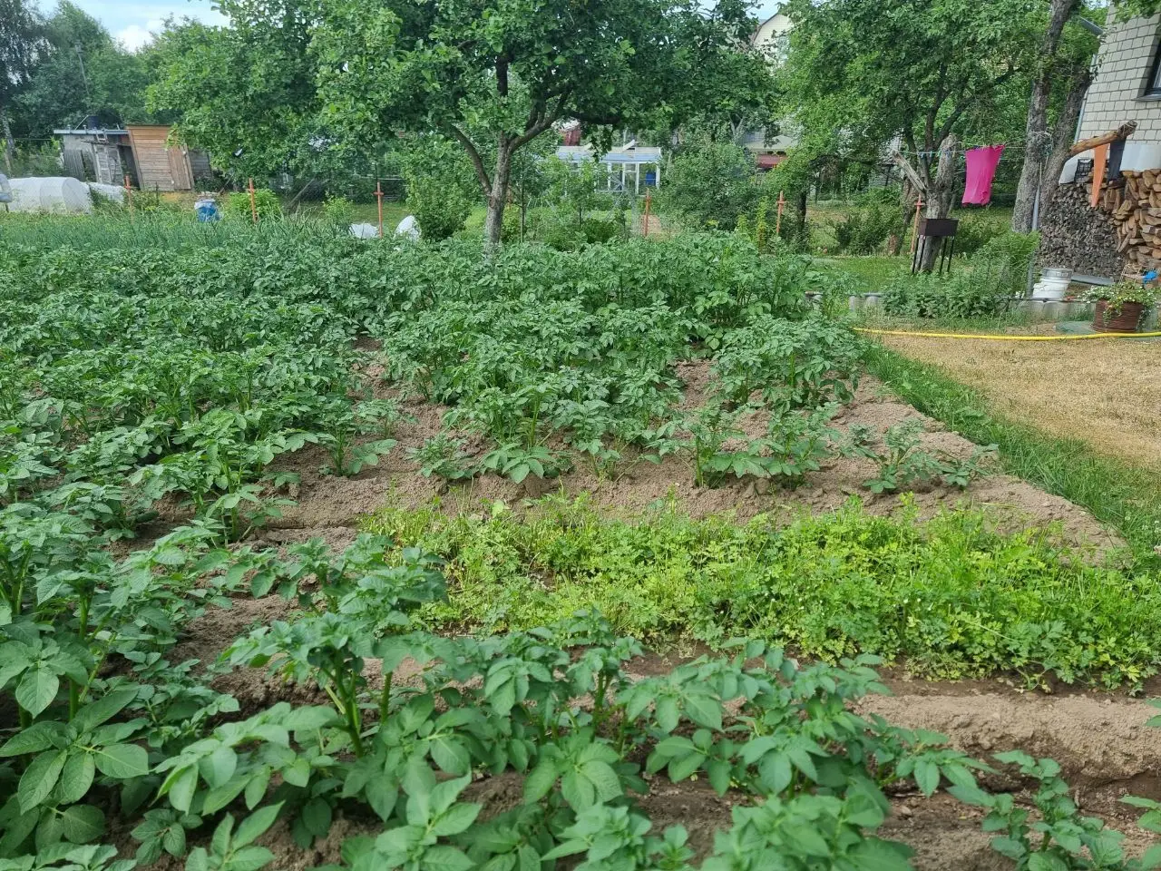 Колорадский жук: как избавиться без ядов и почему зола с дёгтем заставляют вредителей покинуть участок огород