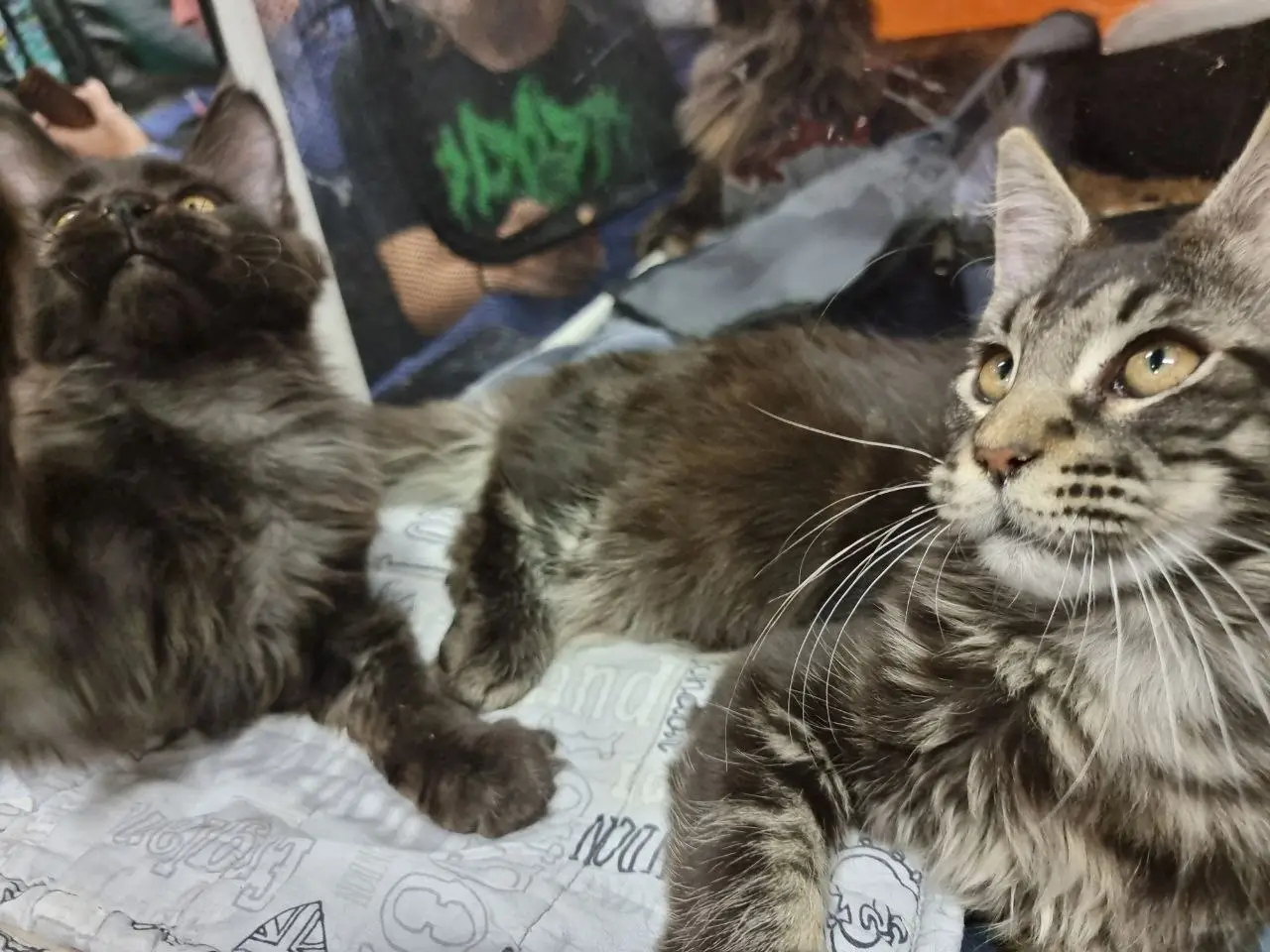 Встретить черного кота: почему одни боятся, а другие радуются примете кот