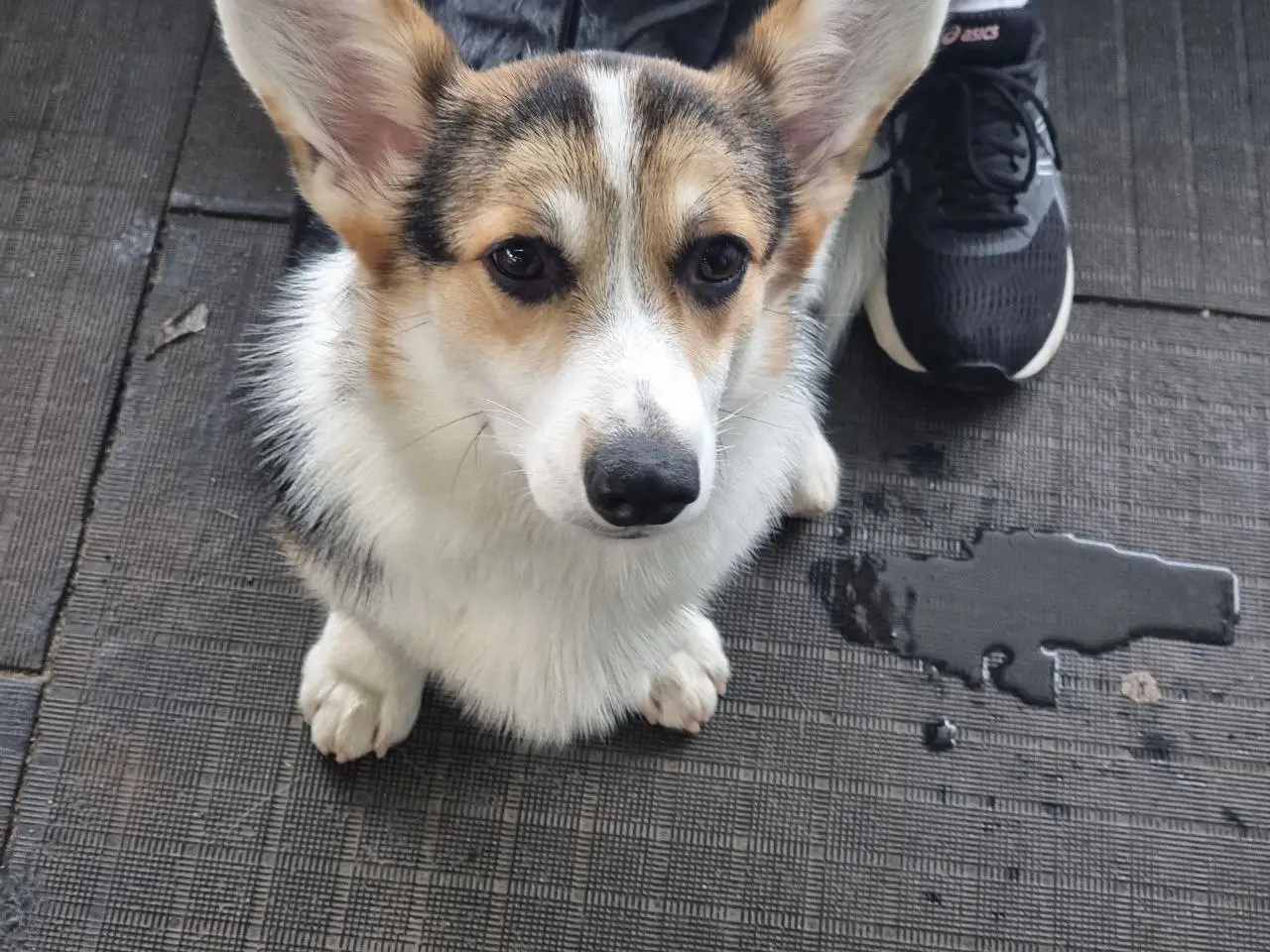 Хозяин плачет в подушку, а пес принес ему поводок: зачем собака пытается лечить человеческую депрессию прогулкой