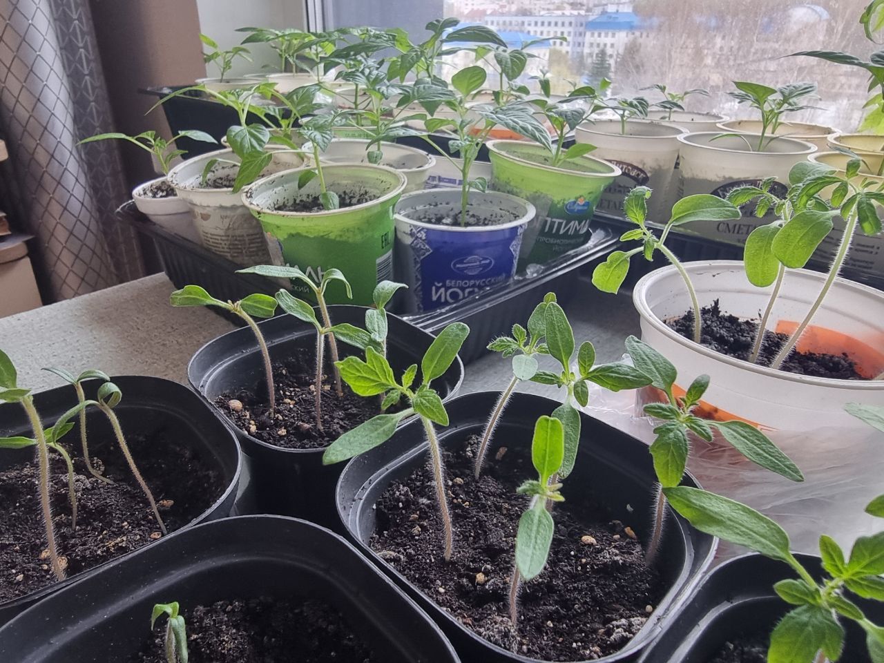 Эффект парника: какую температуру выдерживает рассада, а какую нет рассада