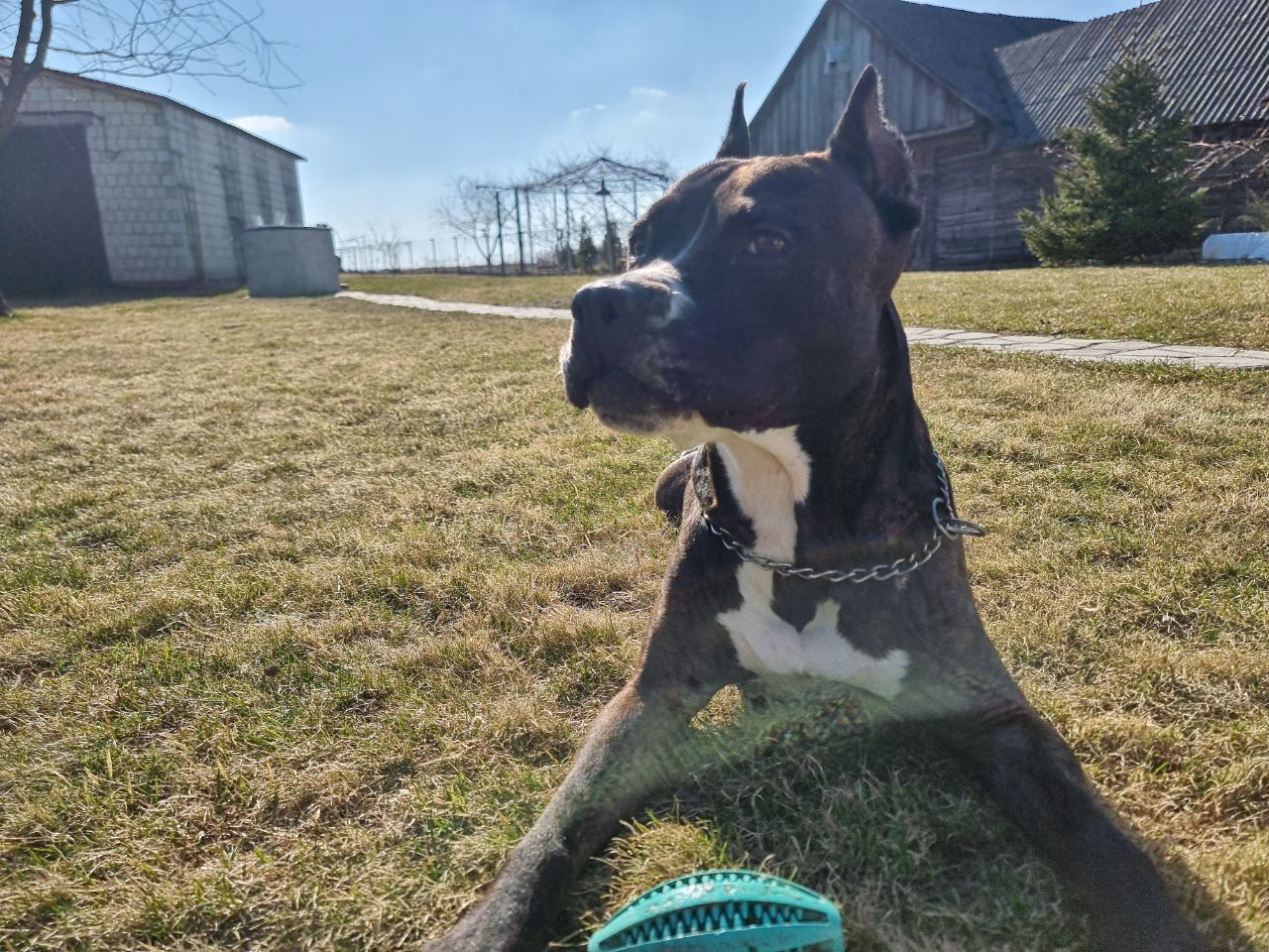 Эффект зеркала: как личность хозяина влияет на характер собаки собака