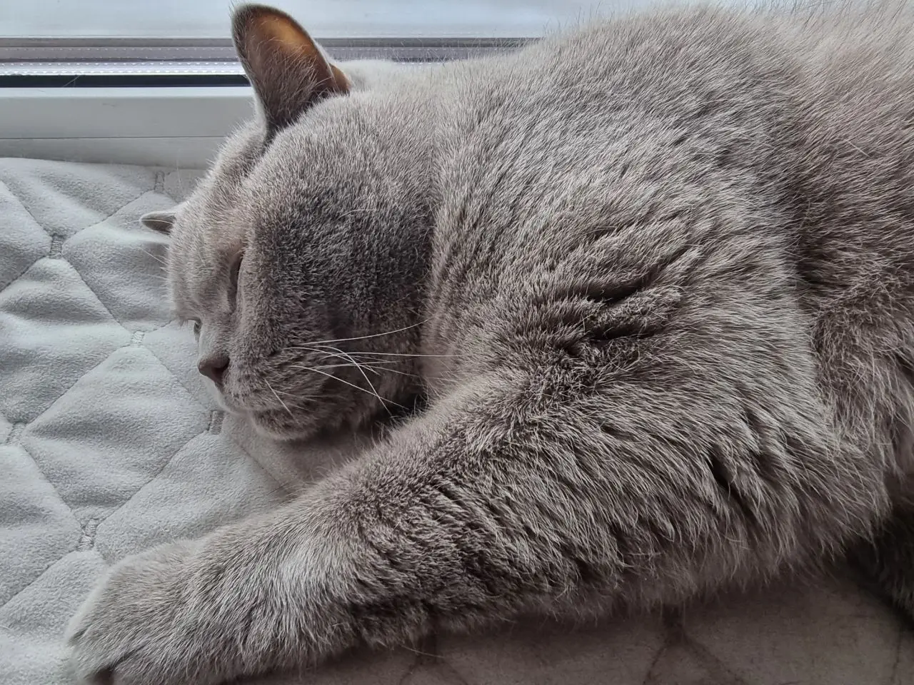 Кошачья независимость: сколько дней кошка может оставаться одна дома без риска для здоровья и психики кошка