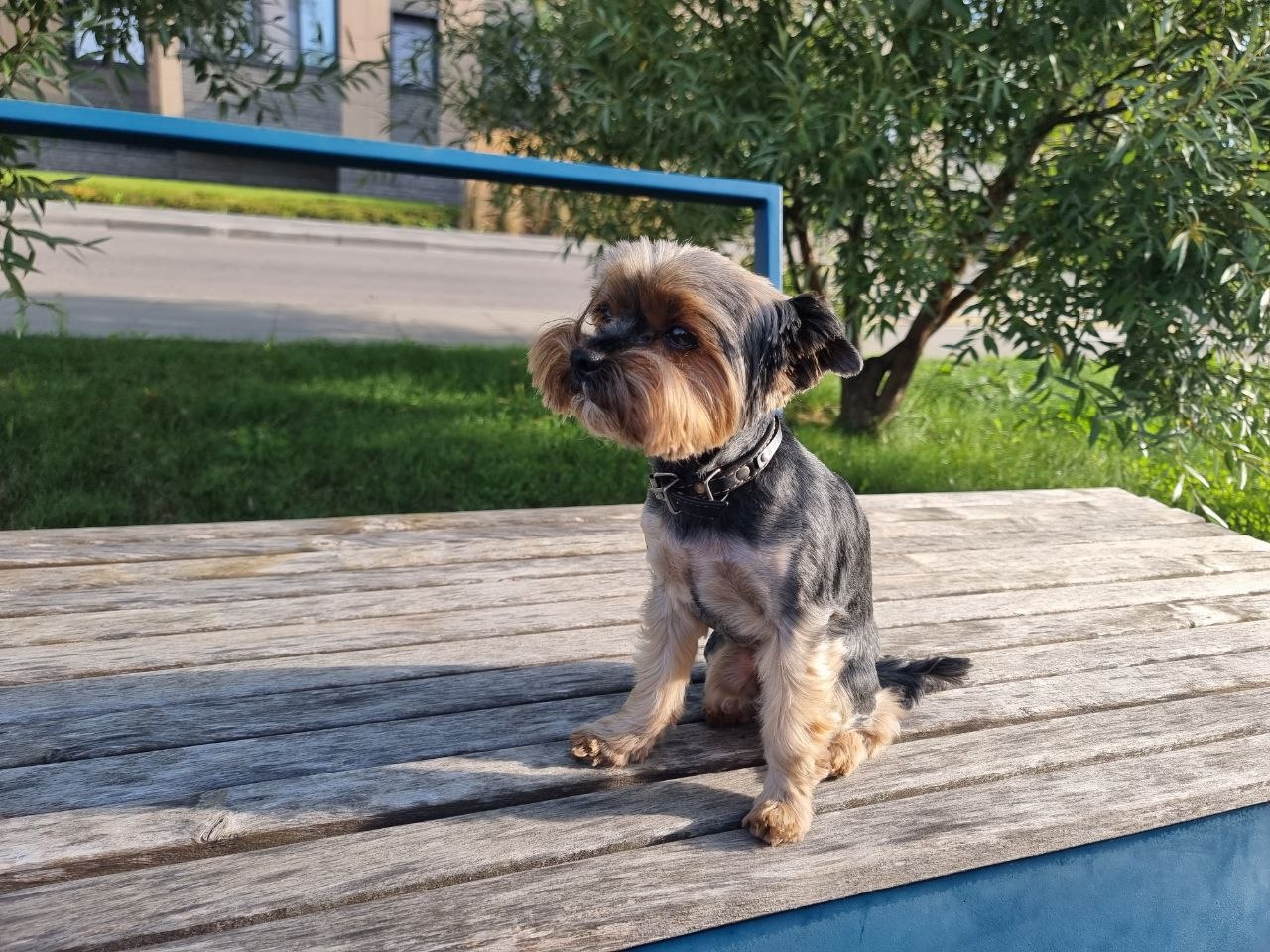 Собака и травма: как долго питомец помнит жестокое обращение и можно ли восстановить доверие собака