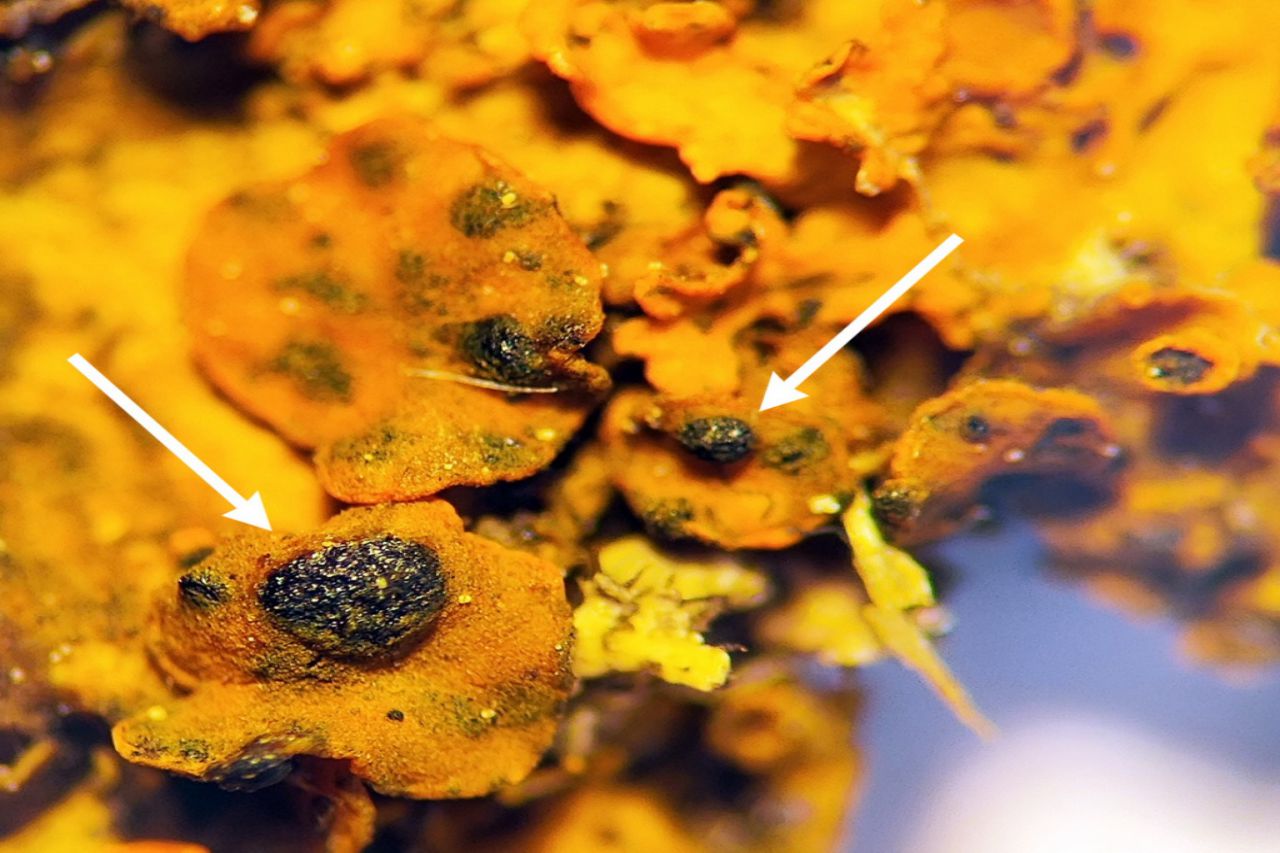 Новый для Беларуси лихенофильный гриб обнаружили ученые: что происходит в отечественных лесах Гриб